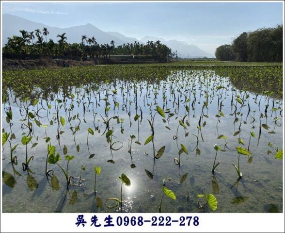高樹農地-5