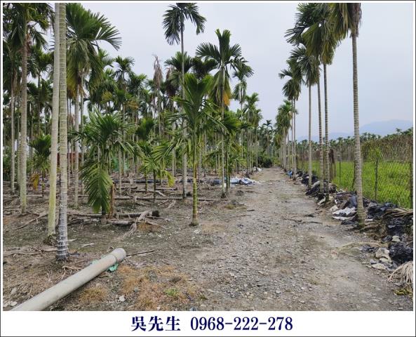 屏東高樹農地-4