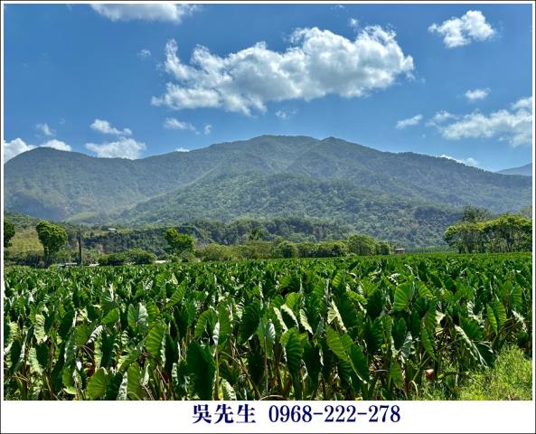 屏東高樹農地-10