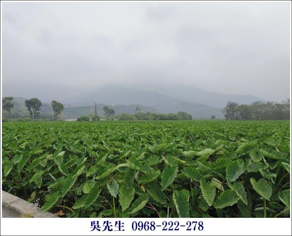 屏東高樹農地-12