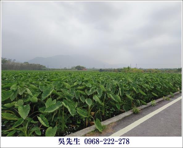 屏東高樹農地-5