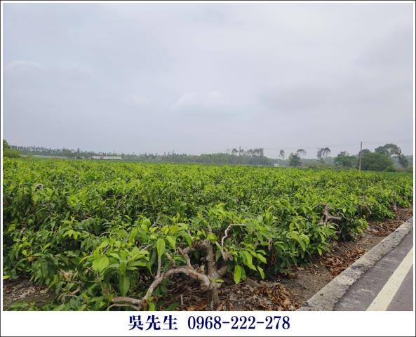 屏東高樹農地-7