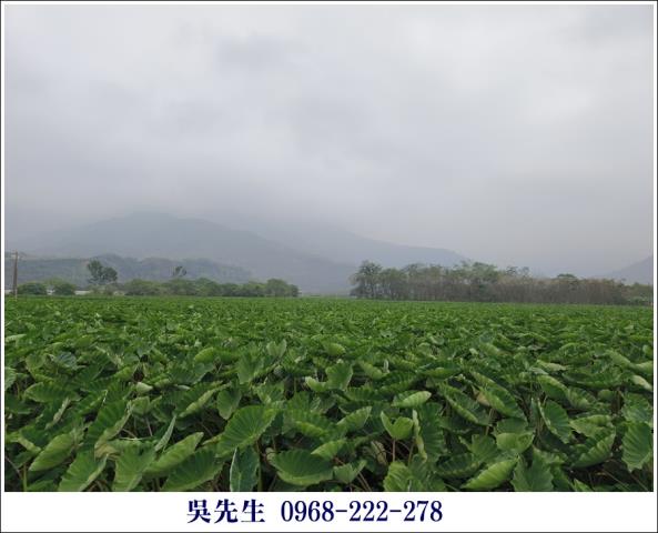 屏東高樹農地-8
