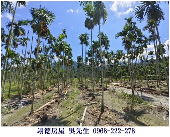 高樹農地-3